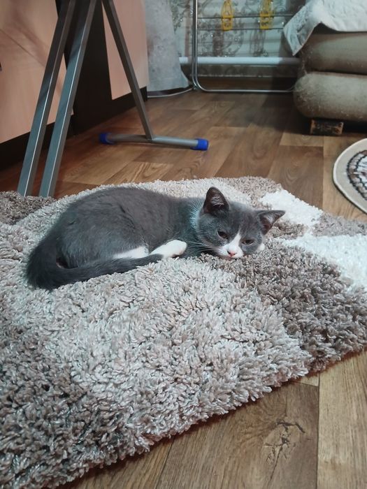 отдам бесплатно  котят