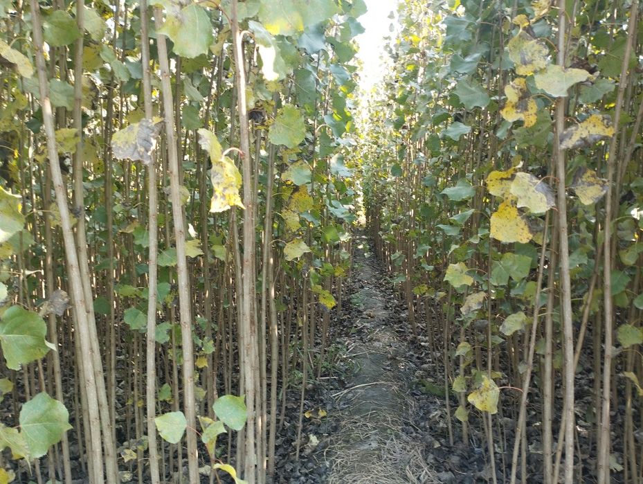 Terak kochat cheklanmagan miqdorda