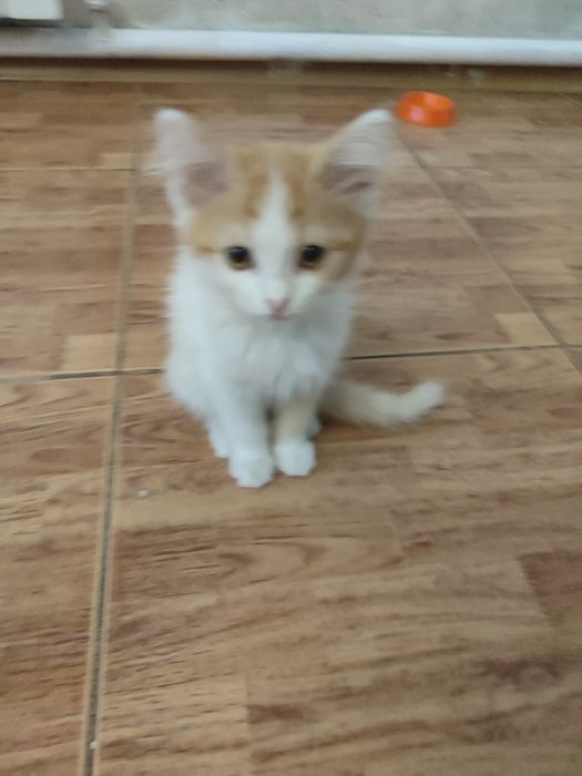 Отдам в хорошие руки котят