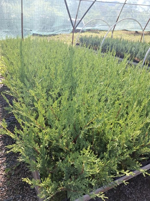 Producator vand Chiparos Leylandii 40-50  cm la P9