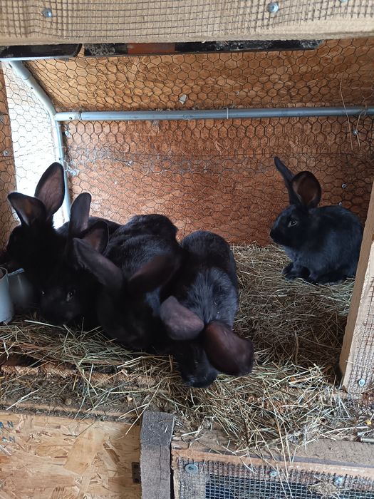 Iepuri Uriaș German Negru