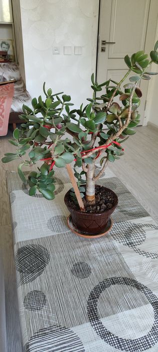 Комнатнатные цветы в горшках