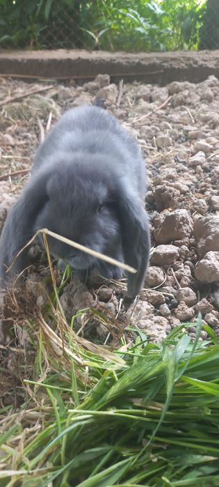 Кролики 2,5 месяца