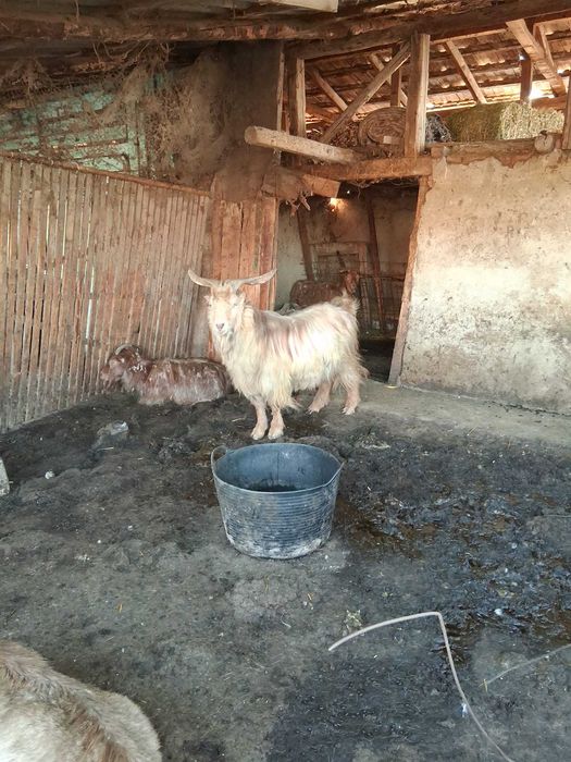 Tap si capre de vanzare la kg