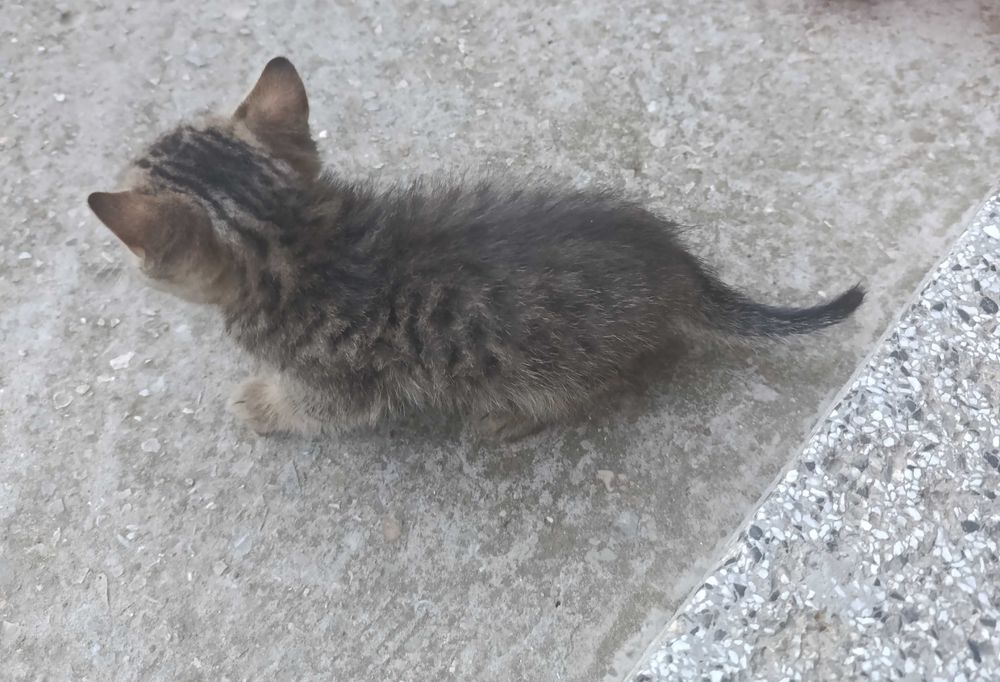 Британско коте таби