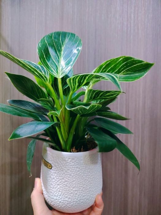 Philodendron Биркин