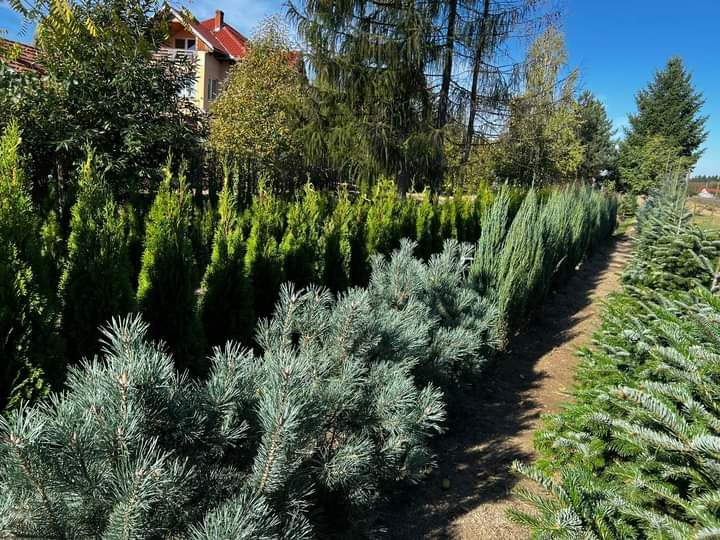 Puieți pin paltin mesteacăn