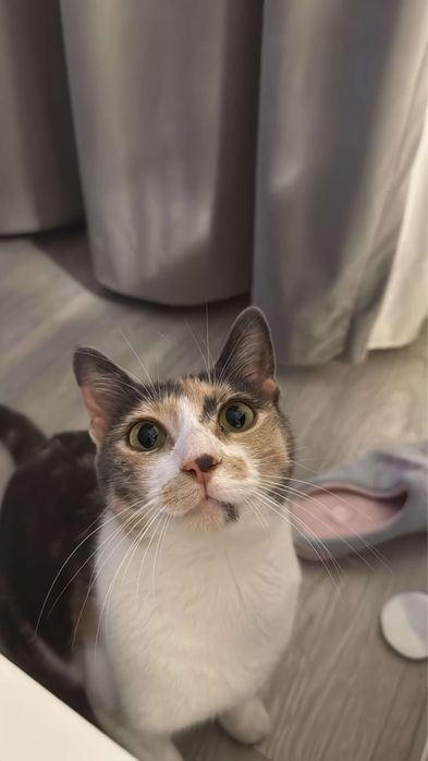 Pisicuta pentru adoptie