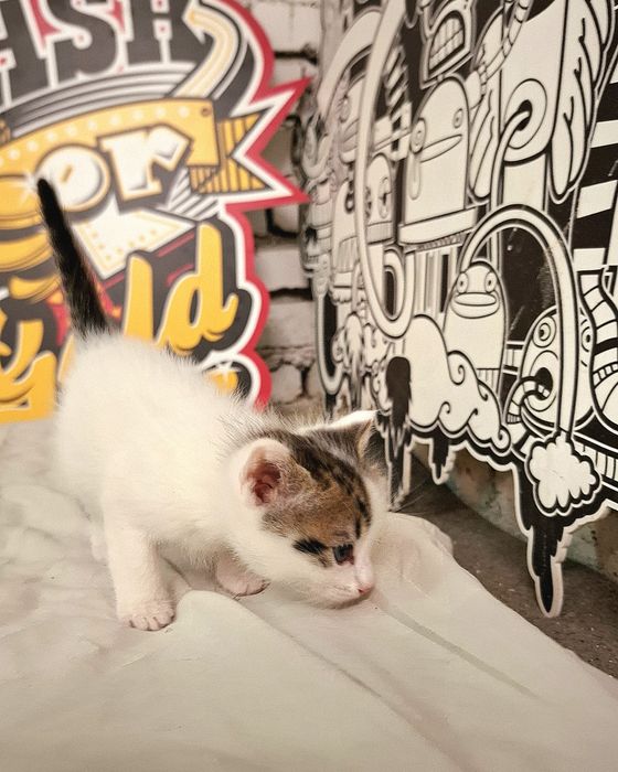 Подарява се малко котенце – спешно търси дом!