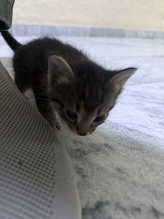 Мушук mushuk кот бесплатно