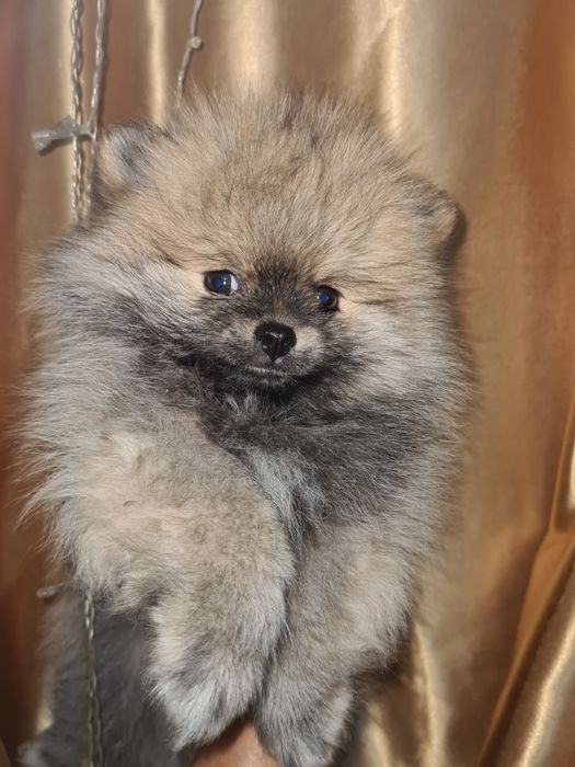 Померанский шпиц