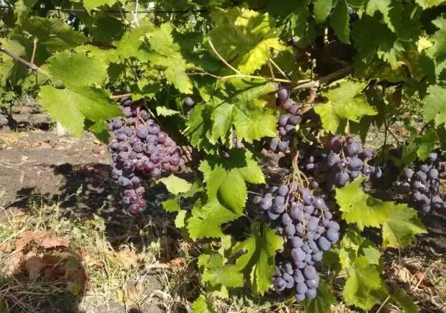 Продавам грозде хамбургски мискет за вино и ракия