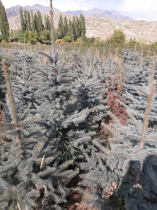 Голубая ель кўчалари оптим нархларда сотилади