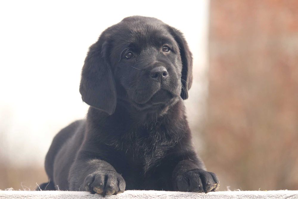 pui labrador calitate deosebita