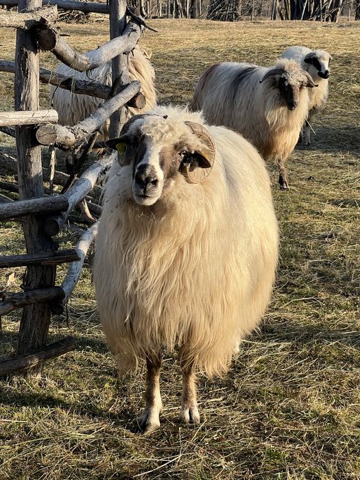 Oi tinere disponibile