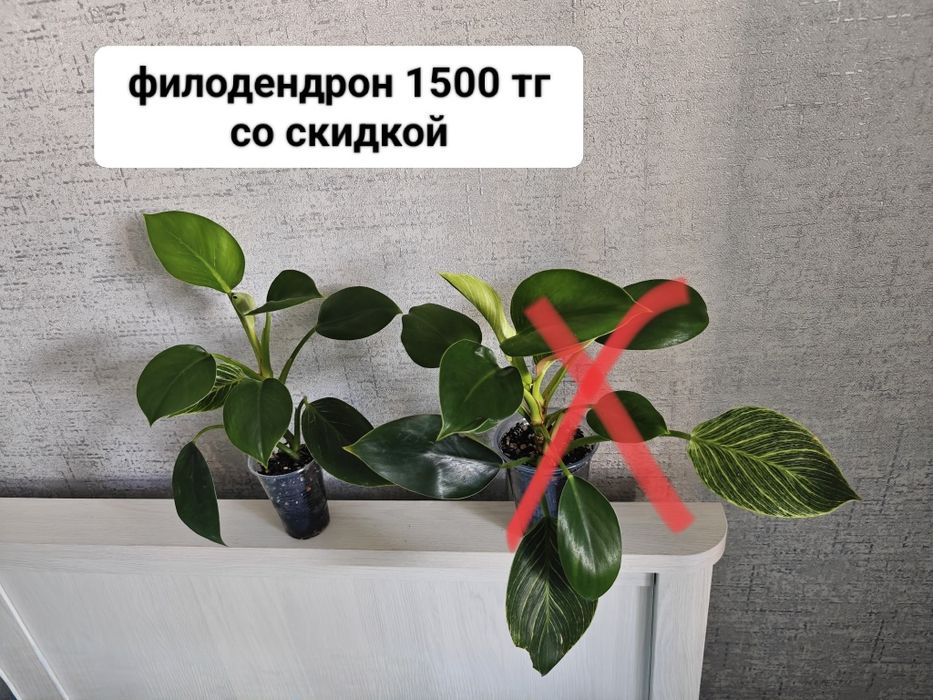 Гастерия суккуленты комнатные цветы
