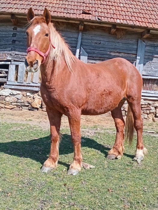 Vând iapă de 8 ani