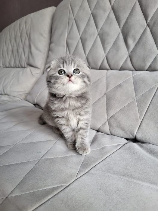 Скоттиш фолдики