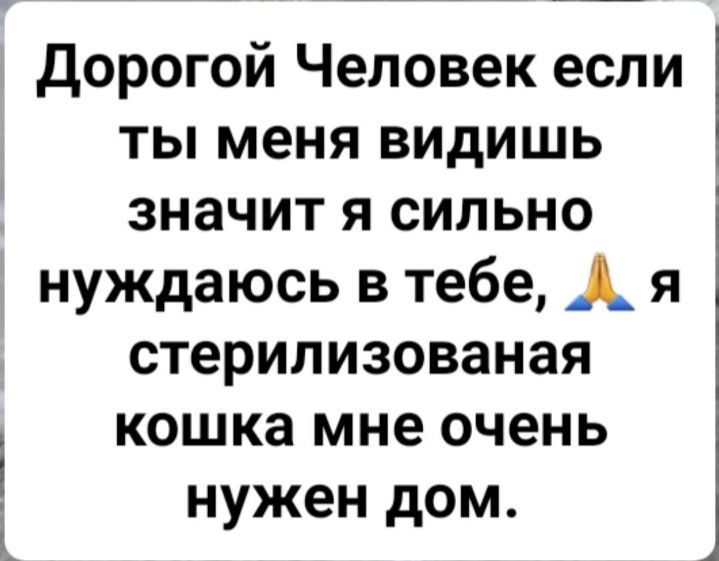 Кошка стерилизованая