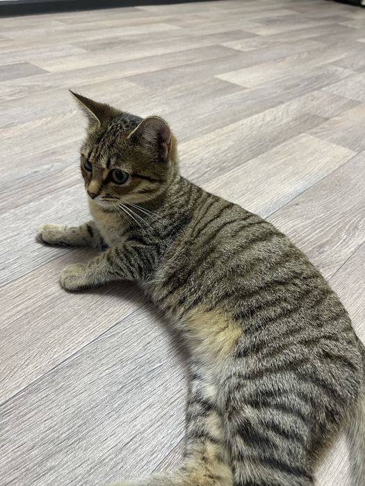 Отдам двух кошечек