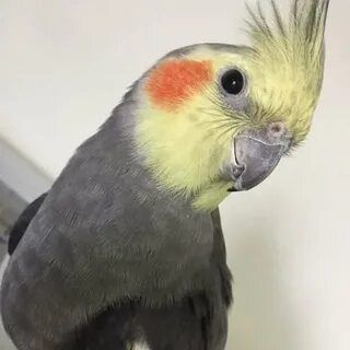 Попугай Корелла с клеткой