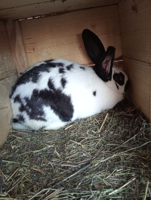 Vând iepuroaica hycole 7 luni