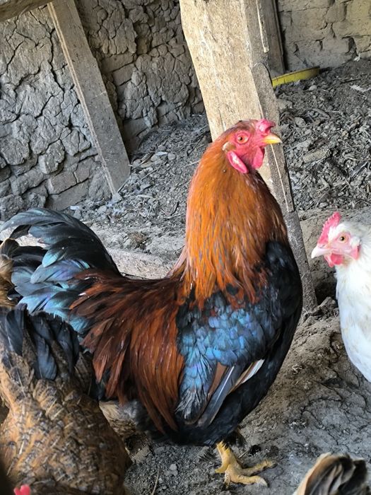 Ху́роз соглом ебичиши яхши