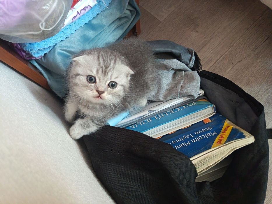 Красивые британские котята