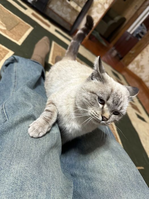 Кошка ,умная девочка.