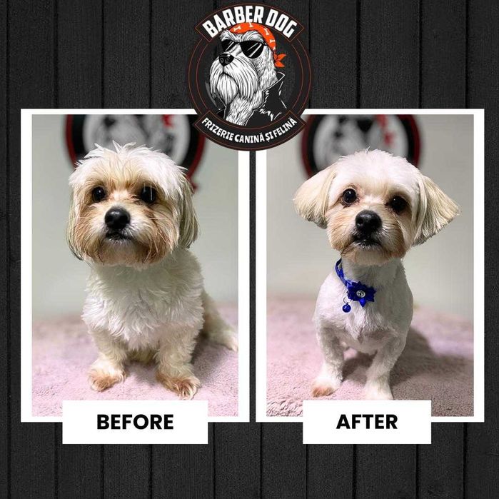 Frizerie Canina si Felina la domiciliu Bucuresti/Ilfov