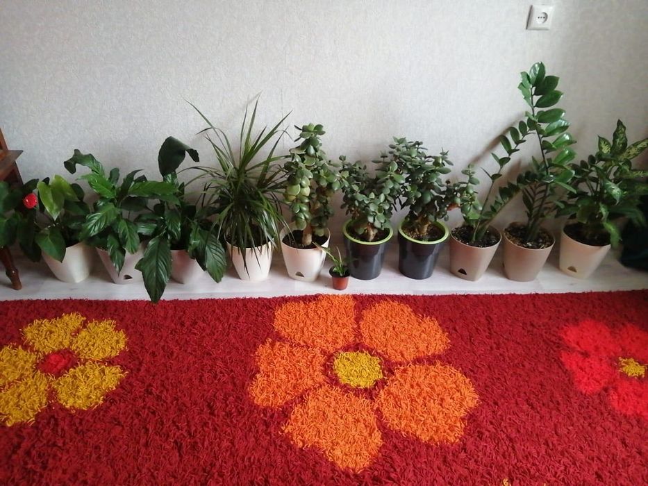 Продам цветы комнатные