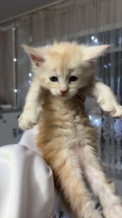 Продажа котят Мейн кунов