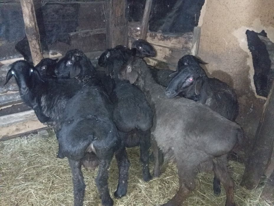 Қошқарлар 1жасар 7 бас село Красноярка