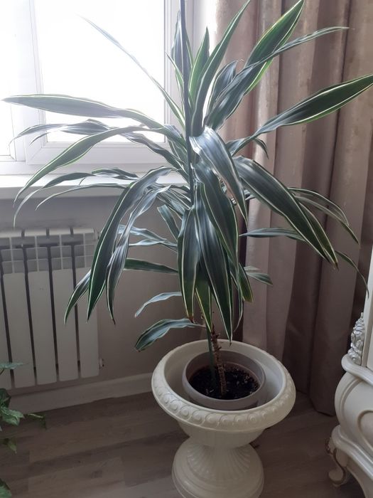 Комнатные  цветы