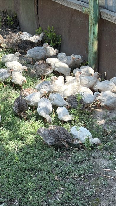 Цесарята цесарок цыплята куры цецарки