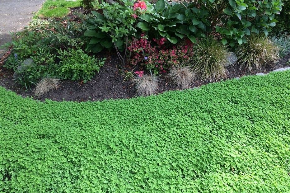 Клевер декоративный.Люцерна.Семена