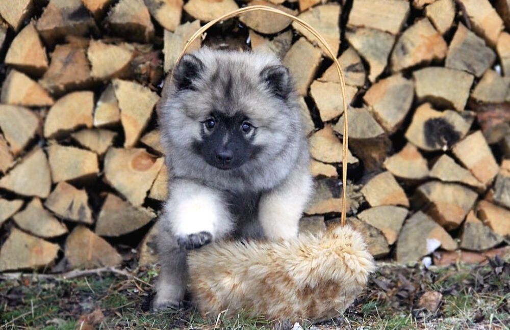 Шикарные малыши от Мала до Велика