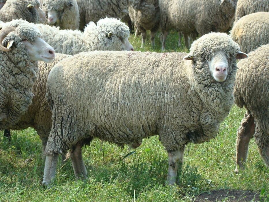Oi de rasa Merinos de palas tinere.