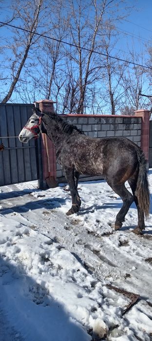 Продам Жеребца Айығыр