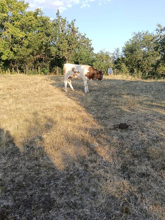 Vaci de vanzare