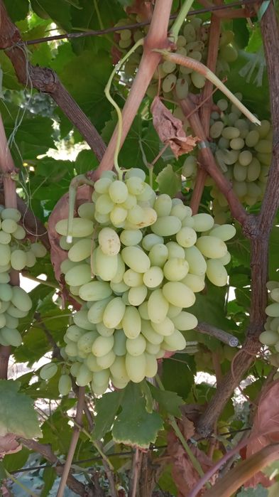 Oq kishmish sotiladi Narxi 5000 cheklanmagan miqdorda