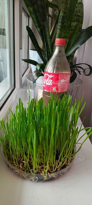 Овёс пророщенный для котиков