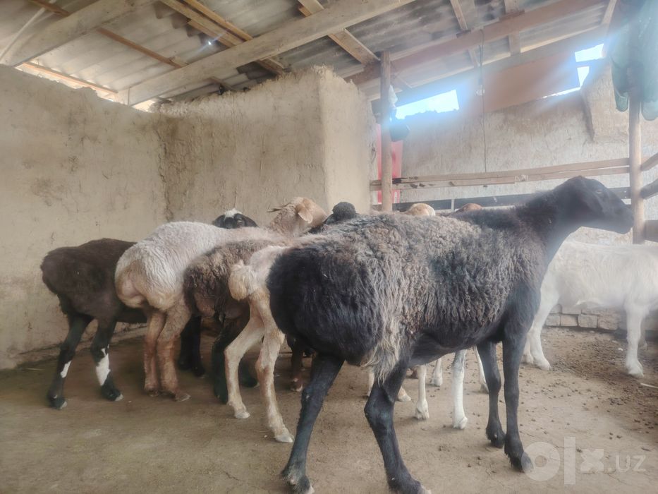 Qo'ylar holati alo darajada