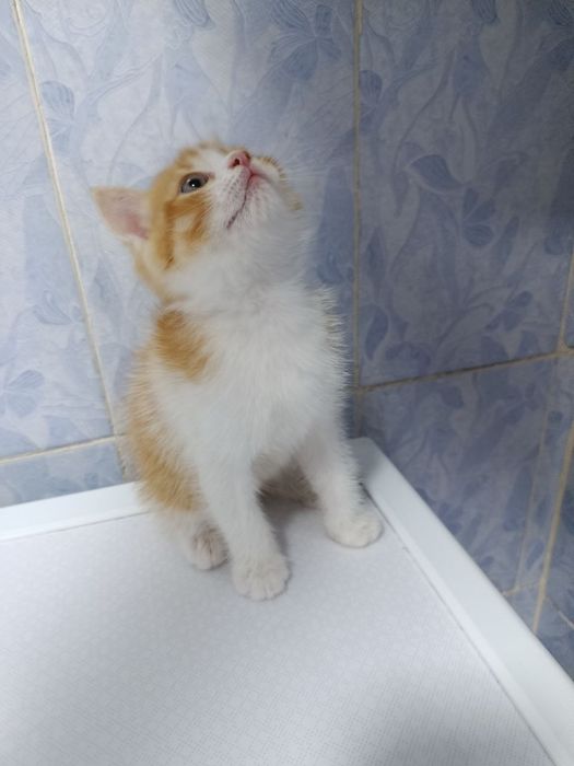 Продаётся котёнок девочка