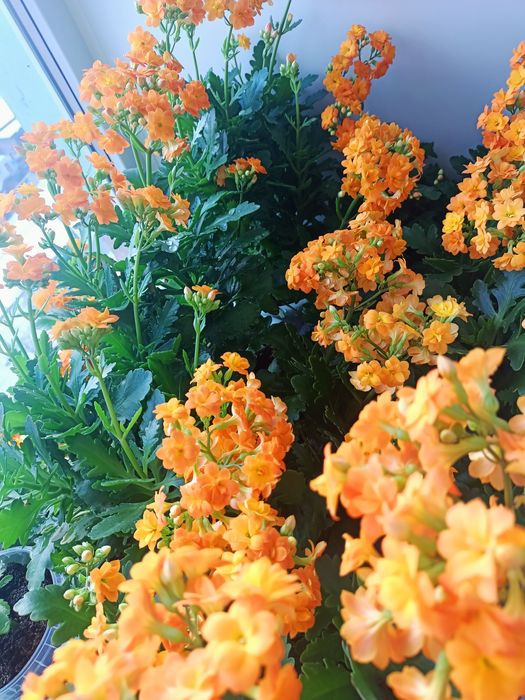 Комнатные цветы Каланхоэ