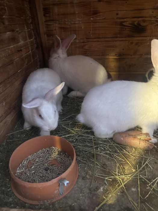 Iepurasi panon varsta 1 luna jumate