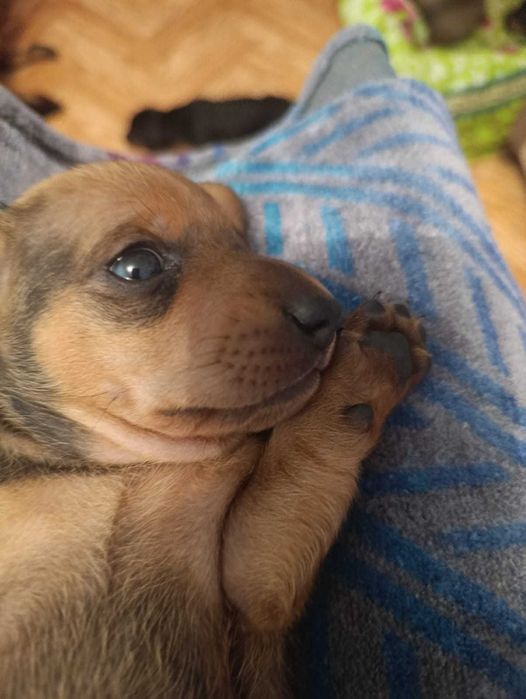 Продаю щенков таксы