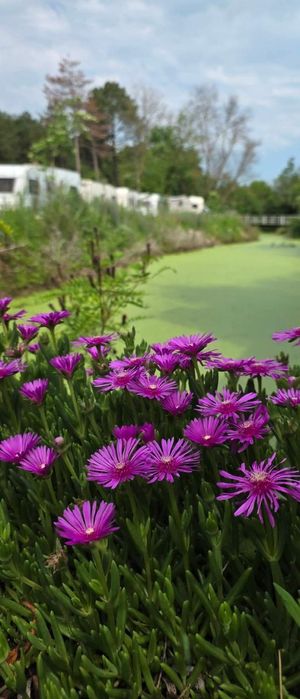 Бунгало Villa Bohe къмпинг Созопол еко