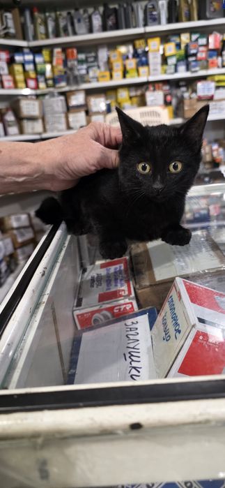 Отдам в добрые руки