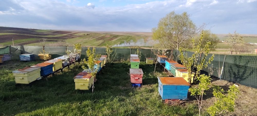 Vând 10 familii albine și lăzi goale